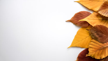 autumn leaves pattern with side position provides copy space for text. background concept isolated...