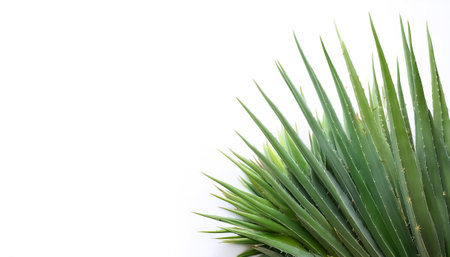 Cactus Leaves pattern on side position provides copy space for text. background concept isolated whiteの写真素材