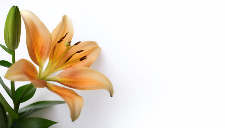 Lily with leaves pattern on side position provides copy space for text. background concept isolated whiteの写真素材