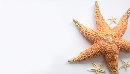 Sea star pattern on side position provides copy space for text. background concept isolated whiteの写真素材