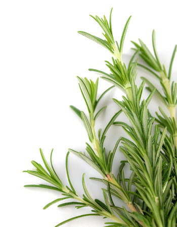 close up Rosemary on side position provides copy space for text. background concept isolated whiteの写真素材