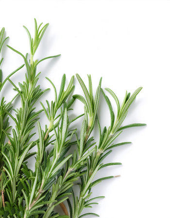 close up Rosemary on side position provides copy space for text. background concept isolated whiteの写真素材