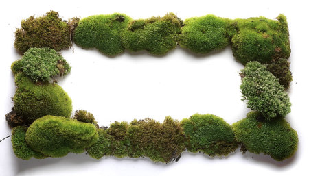 Green moss filling the edges of the frame isolated on a white backgroundの写真素材