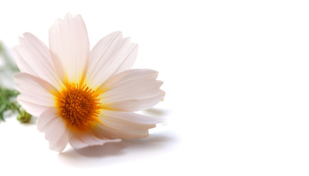 Symphyotrichum ericoides flower on side position provides copy space for text. background concept isolated whiteの写真素材