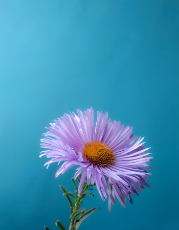 Symphyotrichum ericoides flower on side position provides copy space for text. background concept isolated light blue backgroundの写真素材