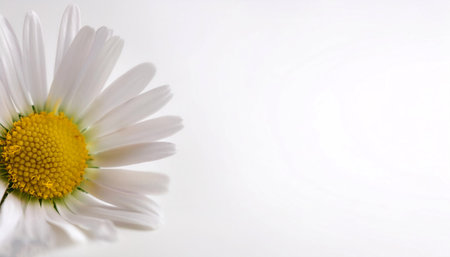 Symphyotrichum ericoides flower on side position provides copy space for text. background concept isolated whiteの写真素材