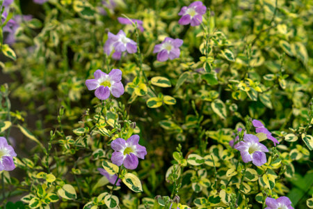 Purple wildflowers bloom among variegated green foliage in a vibrant garden setting. The small, delicate blossoms stand out with soft petals and a calm, natural background.の写真素材