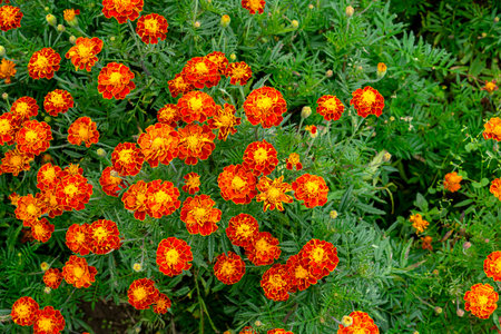Vibrant orange and yellow marigold flowers in full bloom with lush green foliage, captured from above, showcasing natural beauty and floral abundance.の写真素材
