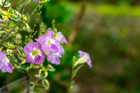 Purple wildflowers bloom among variegated green foliage in a vibrant garden setting. The small, delicate blossoms stand out with soft petals and a calm, natural background.の写真素材
