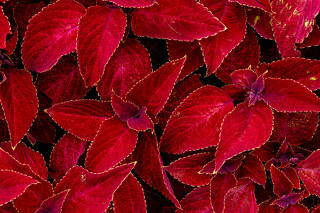 Top view of dense red coleus foliage with scalloped edges and deep magenta tones. Vibrant variegated leaves perfect for tropical garden design, nature backgrounds, or botanical themes.の写真素材