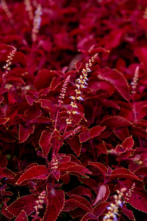 A dense bed of red Coleus plants with serrated leaves and tiny lavender flowers. The vivid red foliage and delicate blooms create a dramatic and exotic natural pattern.の写真素材