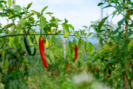 A close-up of ripe red and green chili peppers growing on a lush pepper plant in a tropical vegetable farm. The vibrant colors and natural setting highlight organic agriculture vividly.の写真素材