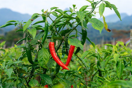 Close-up of a chili pepper plant with ripe red and unripe green chilies growing in an outdoor farm. Lush leaves and a mountain view enhance the natural background.の写真素材
