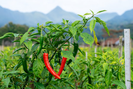 Close-up of a chili pepper plant with ripe red and unripe green chilies growing in an outdoor farm. Lush leaves and a mountain view enhance the natural background.の写真素材