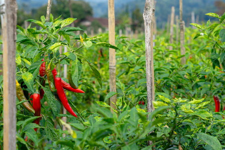 Rows of chili pepper plants growing in a fertile agricultural field, supported by wooden stakes. The image captures a vibrant farming scene perfect for organic food visuals.の写真素材
