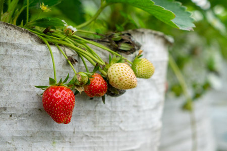 Close-up of strawberries growing in various ripening stages on a plant, from green to red, hanging over a white plastic grow bag in a greenhouse environment.の写真素材