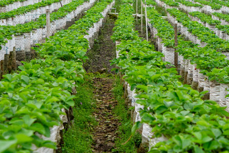 Rows of healthy green strawberry plants growing in white plastic grow bags on raised beds in an organized agricultural farm layout, surrounded by fencing in a rural setting.の写真素材