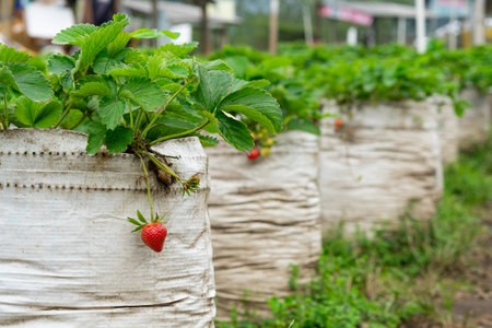 Close-up of a ripe red strawberry hanging from a plant grown in a white polybag at an outdoor plantation farm, surrounded by healthy green leaves and vegetation.の写真素材