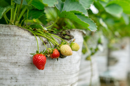 Close-up of strawberries growing in various ripening stages on a plant, from green to red, hanging over a white plastic grow bag in a greenhouse environment.の写真素材