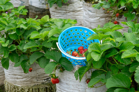 Freshly picked strawberries are collected in a blue plastic basket placed on a white grow bag in a small-scale strawberry farm with lush green leaves and ripe fruits.の写真素材
