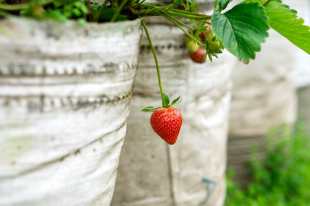 A ripe red strawberry hanging from its plant in a white polybag container, grown organically in a vertical garden or farm, captured in a close-up outdoor setting.の写真素材