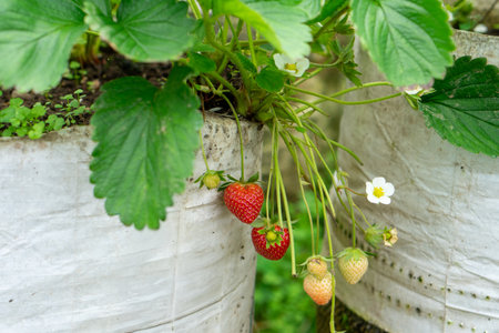 Ripening strawberries hanging from a plant in plastic grow bags, surrounded by green leaves and small white flowers. The fruits vary from unripe to fully red and ready to harvest.の写真素材