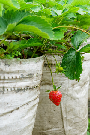Close-up of a ripe red strawberry hanging from a plant grown in a white polybag at an outdoor plantation farm, surrounded by healthy green leaves and vegetation.の写真素材