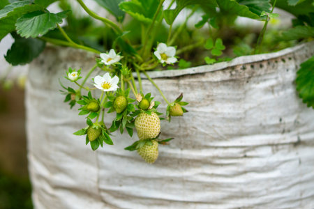 Close-up of unripe green strawberries and white strawberry flowers growing in a plastic planting bag. The plants are healthy and in the early stages of fruit development.の写真素材