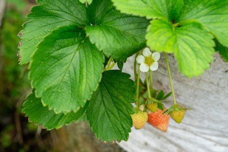 Close-up of a blooming strawberry flower with young unripe fruits growing in a white plastic grow bag. The green leaves and fresh environment reflect healthy plant development.の写真素材