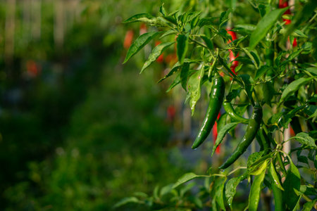 Close-up of fresh green chili peppers growing on the plant with morning dew, under natural sunlight. A vivid depiction of organic farming and spicy food cultivation.の写真素材