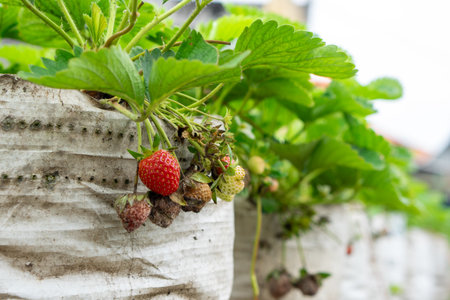 Close-up of strawberries growing in a white plastic grow bag, showing both ripe and rotten fruits, highlighting issues of crop failure and imperfect harvest in container farming systems.の写真素材