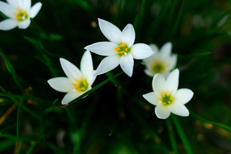 Close-up of blooming white Zephyranthes flowers with yellow stamens, surrounded by dark green grass. A natural floral background perfect for spring, garden, or botanical themes.の写真素材