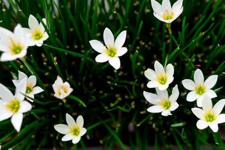 Close-up of blooming white Rain Lily flowers, Zephyranthes candida with fresh green grass-like leaves in a garden, captured in natural light with a soft background blur.の写真素材