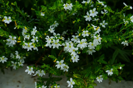 A close-up shot of a blooming Cuphea hyssopifolia shrub with delicate small white flowers and lush green foliage, ideal for nature, gardening, or floral-themed advertising visuals.の写真素材