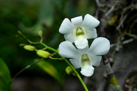 Close-up of two blooming white Dendrobium orchids with soft petals and green buds in a natural forest setting. Ideal for botanical, spa, wedding, or tropical-themed concepts.の写真素材