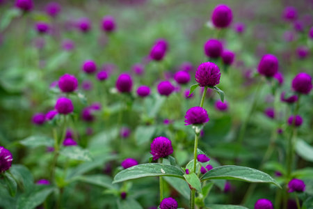 A vibrant close-up of blooming purple globe amaranth (Gomphrena globosa) flowers in a garden, featuring vivid colors and a shallow depth of field for a dreamy effect.の写真素材