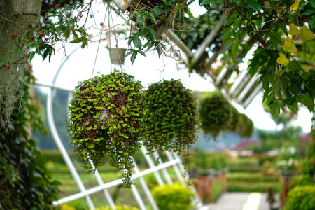 Hanging ornamental plants with lush green foliage displayed in a garden walkway, creating a refreshing, natural atmosphere in a tropical outdoor setting.の写真素材