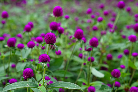 A vibrant close-up of blooming purple globe amaranth (Gomphrena globosa) flowers in a garden,...