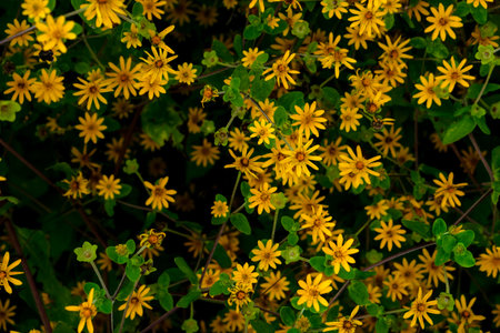 Top view of blooming yellow Singapore Daisy, Sphagneticola trilobata flowers densely covering the ground with lush green leaves, creating a vibrant and natural floral texture background.の写真素材