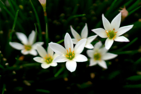 Close-up of blooming white Rain Lily flowers, Zephyranthes candida with fresh green grass-like leaves in a garden, captured in natural light with a soft background blur.の写真素材