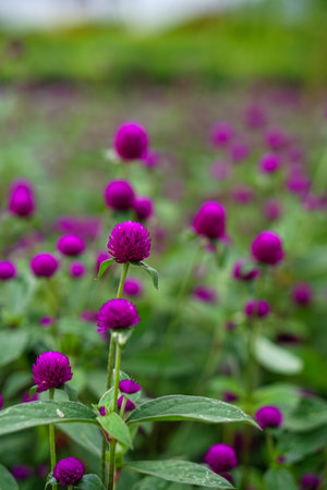 A vibrant close-up of blooming purple globe amaranth (Gomphrena globosa) flowers in a garden, featuring vivid colors and a shallow depth of field for a dreamy effect.の写真素材