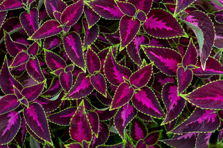 Close-up of vibrant Coleus leaves with striking magenta centers and bright green edges, forming a...