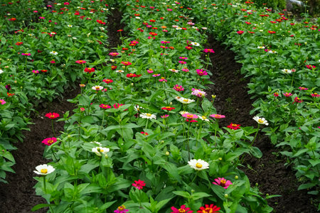 Rows of colorful zinnia flowers blooming vibrantly in a well-maintained garden bed, showcasing a mix of red, white, pink, and yellow hues in full bloom.の写真素材