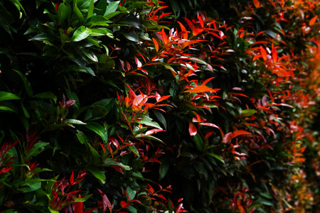 Dense hedge of Syzygium (Red Shoot) plants with vibrant red and green leaves, captured in natural light, showcasing lush foliage and tropical garden textures in vivid detail.の写真素材