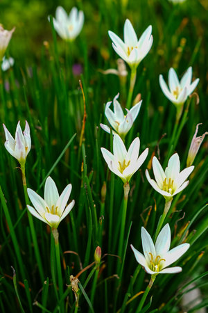 Close-up of blooming white Rain Lily flowers, Zephyranthes candida with fresh green grass-like leaves in a garden, captured in natural light with a soft background blur.の写真素材