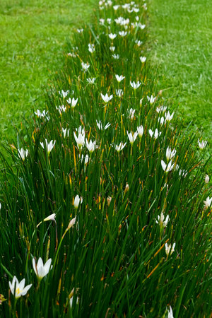 A row of white rain lily flowers (Zephyranthes candida) blooming in lush green grass, creating a natural pathway. Ideal for landscaping themes, nature design, and outdoor concepts.の写真素材