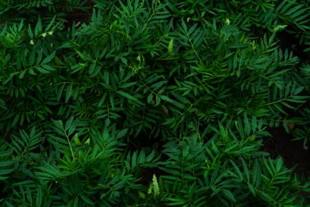 Top view of dense marigold leaves with sharp, serrated edges in rich green tones. Ideal for background texture, natural design elements, or eco-themed visual content.の写真素材