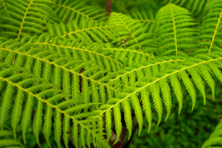 Close-up of vibrant green fern leaves with detailed texture and natural symmetry, ideal for eco-themed backgrounds, organic designs, wellness ads, or botanical visual content.の写真素材