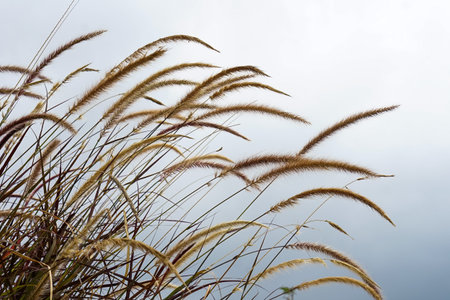 Close-up of ornamental grass swaying in the wind against a soft white sky. Minimalist nature...