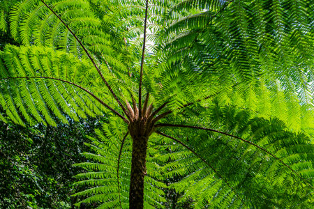 Close-up view of a large tropical tree fern from below, showing the vibrant green leaves fanned out in a radial pattern. Sunlight filters through the lush canopy, creating a natural texture.の写真素材